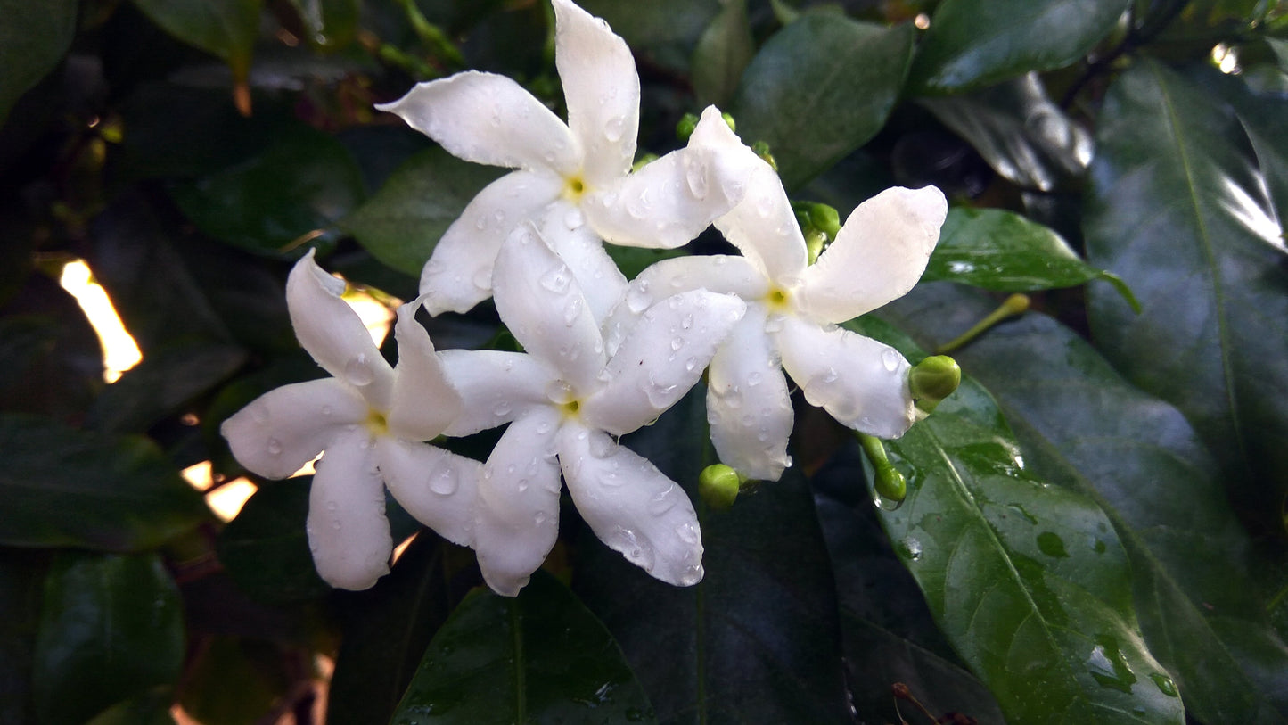 Organski certificirani prirodni dezodorans- Jasmine 100ml