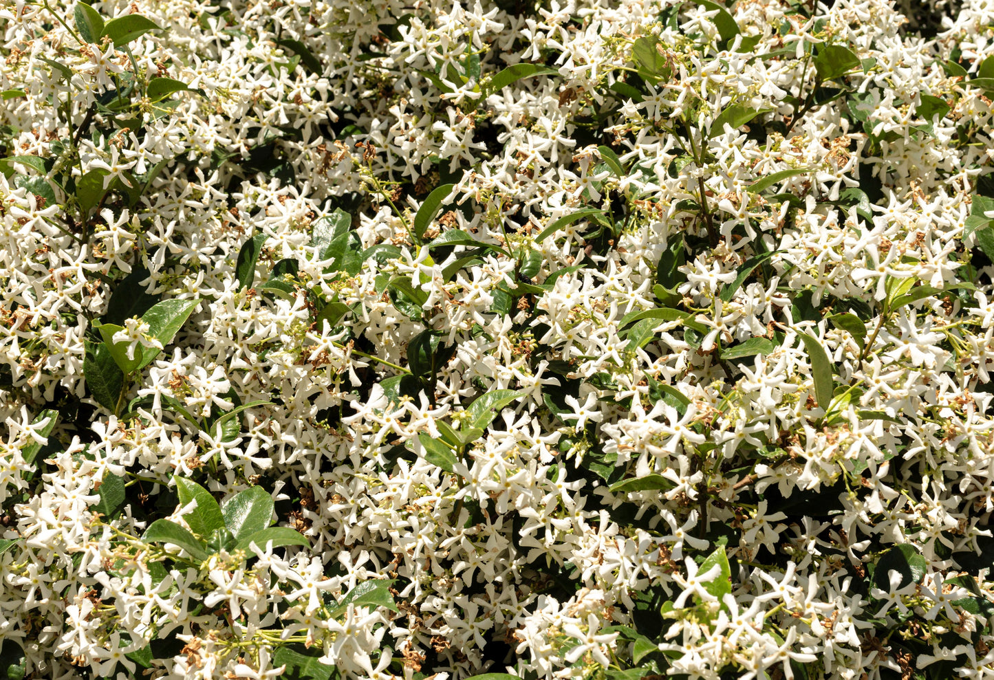Organski certificirani prirodni dezodorans- Jasmine 100ml