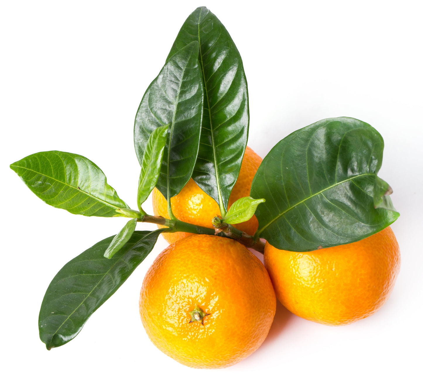 Organski balzam za usne sa arganovim uljem 15 ml Mandarina