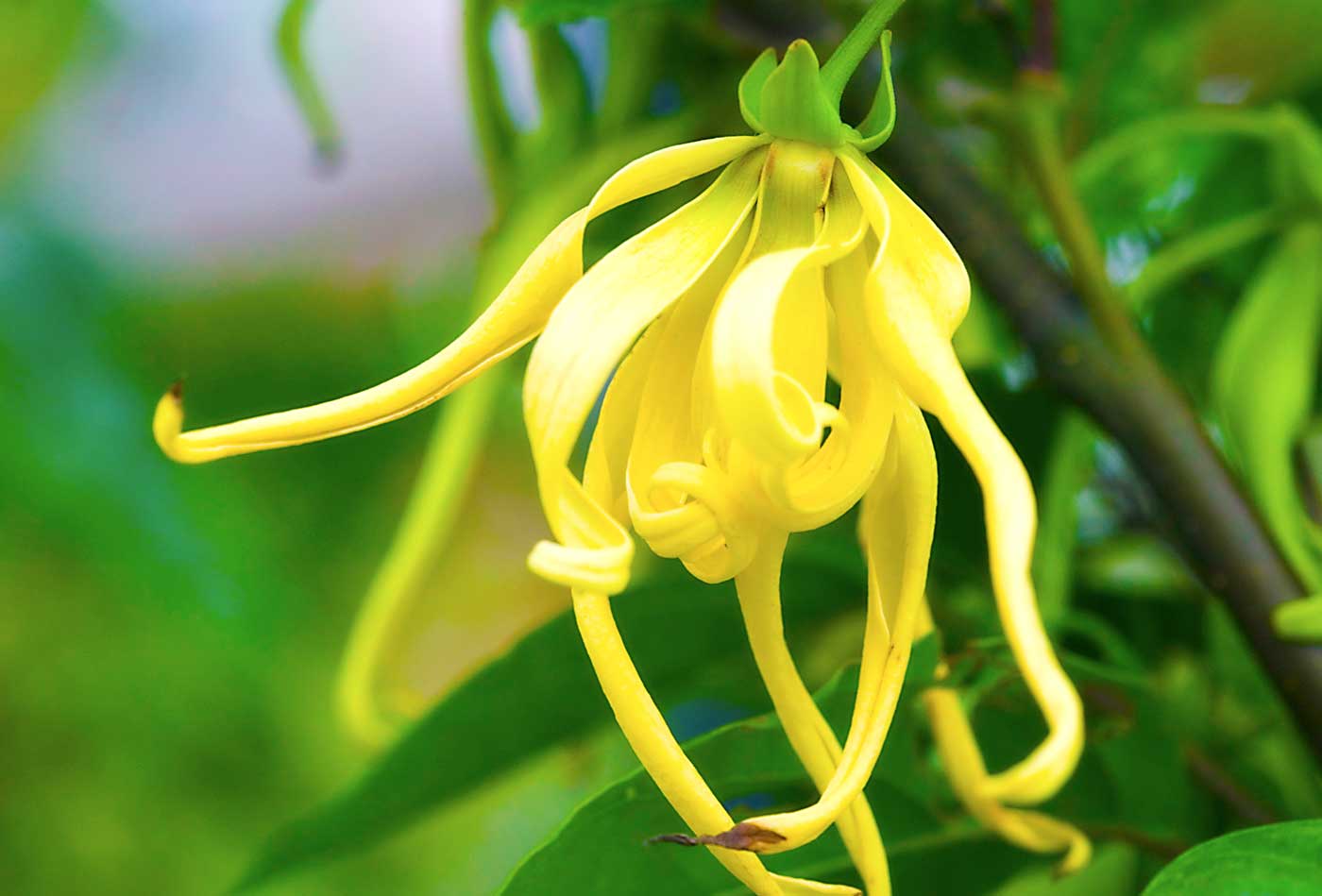 Organski balzam za lice i tijelo sa Ylang Ylang 100ml