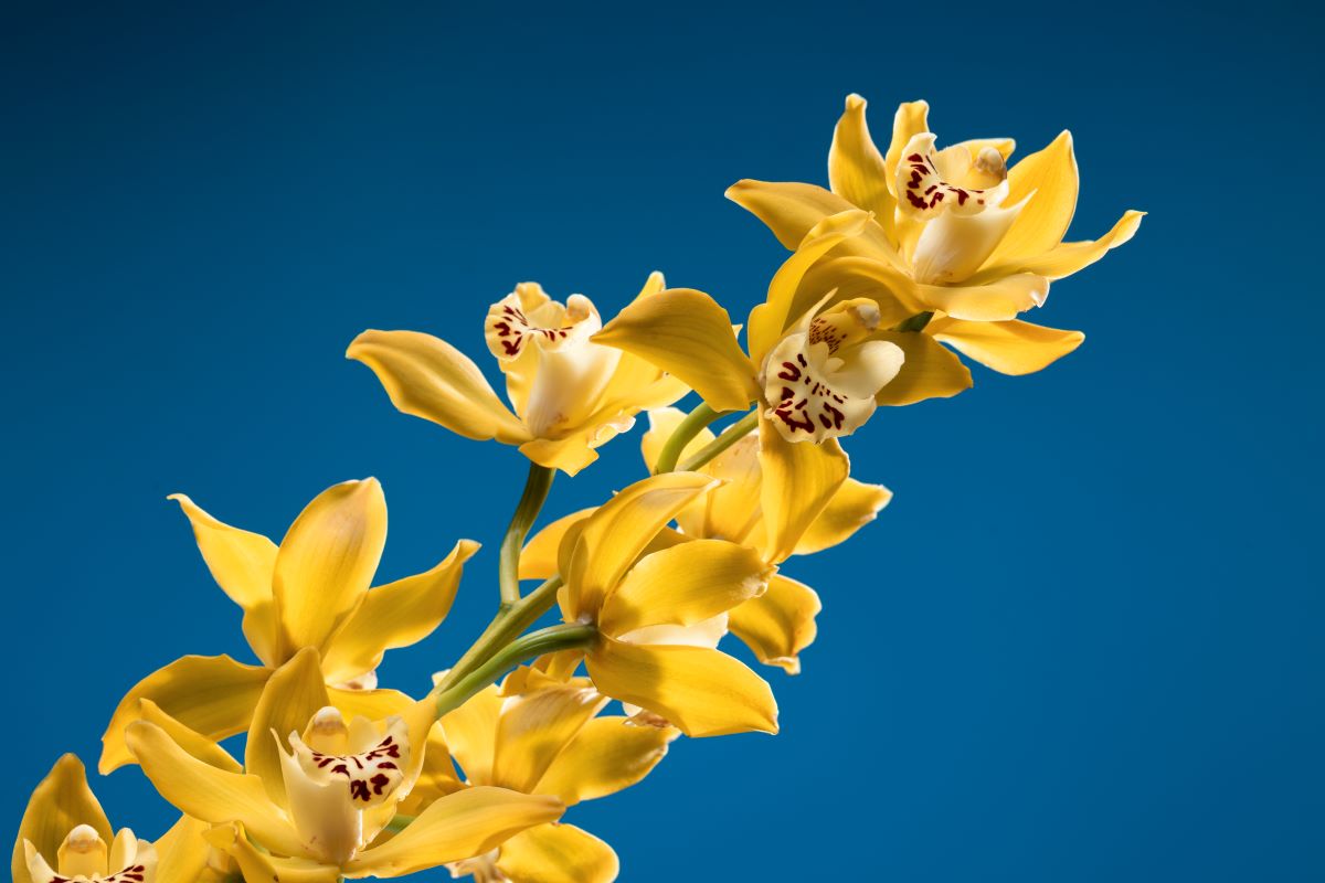 Organski balzam za lice i tijelo sa Ylang Ylang 100ml