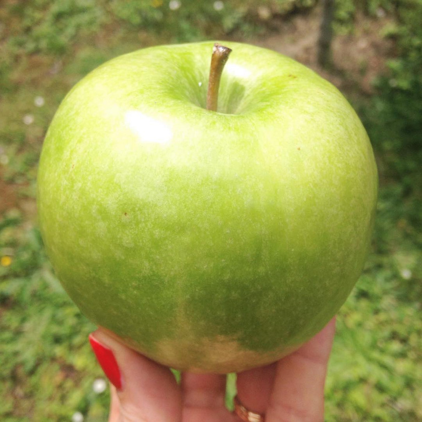 KREMA ZA ČIŠĆENJE I UKLANJANJE ŠMINKE - Apple pluri-actives